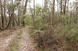 Image de Sannantha pluriflora (F. Müll.) Peter G. Wilson