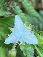 Слика од Tradescantia atlantica M. Pell.