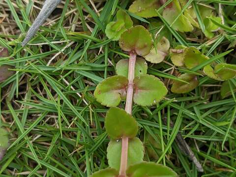 Image of <i>Torenia anagallis</i>