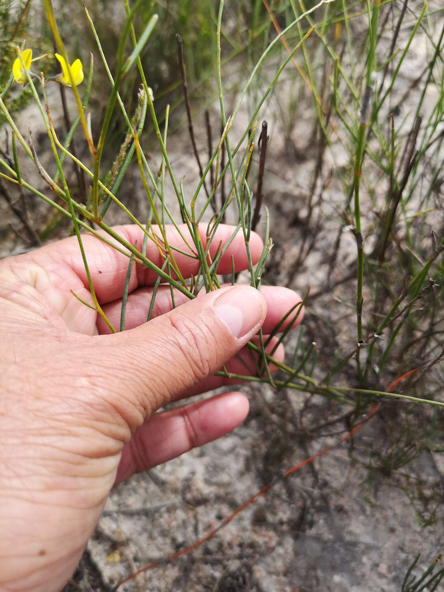 Image of Lebeckia contaminata (L.) Thunb.