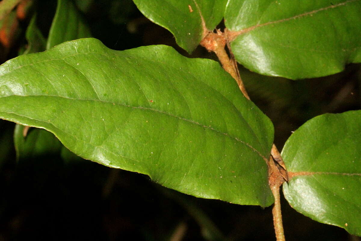 Sivun Ripogonum elseyanum F. Muell. kuva