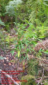 Image de Dodonaea serratifolia Mc Gillivray