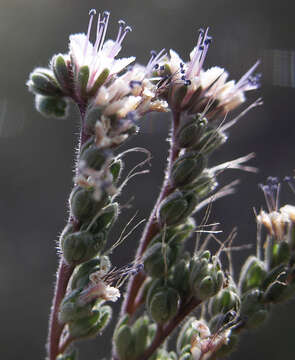 Image of Arizona phacelia