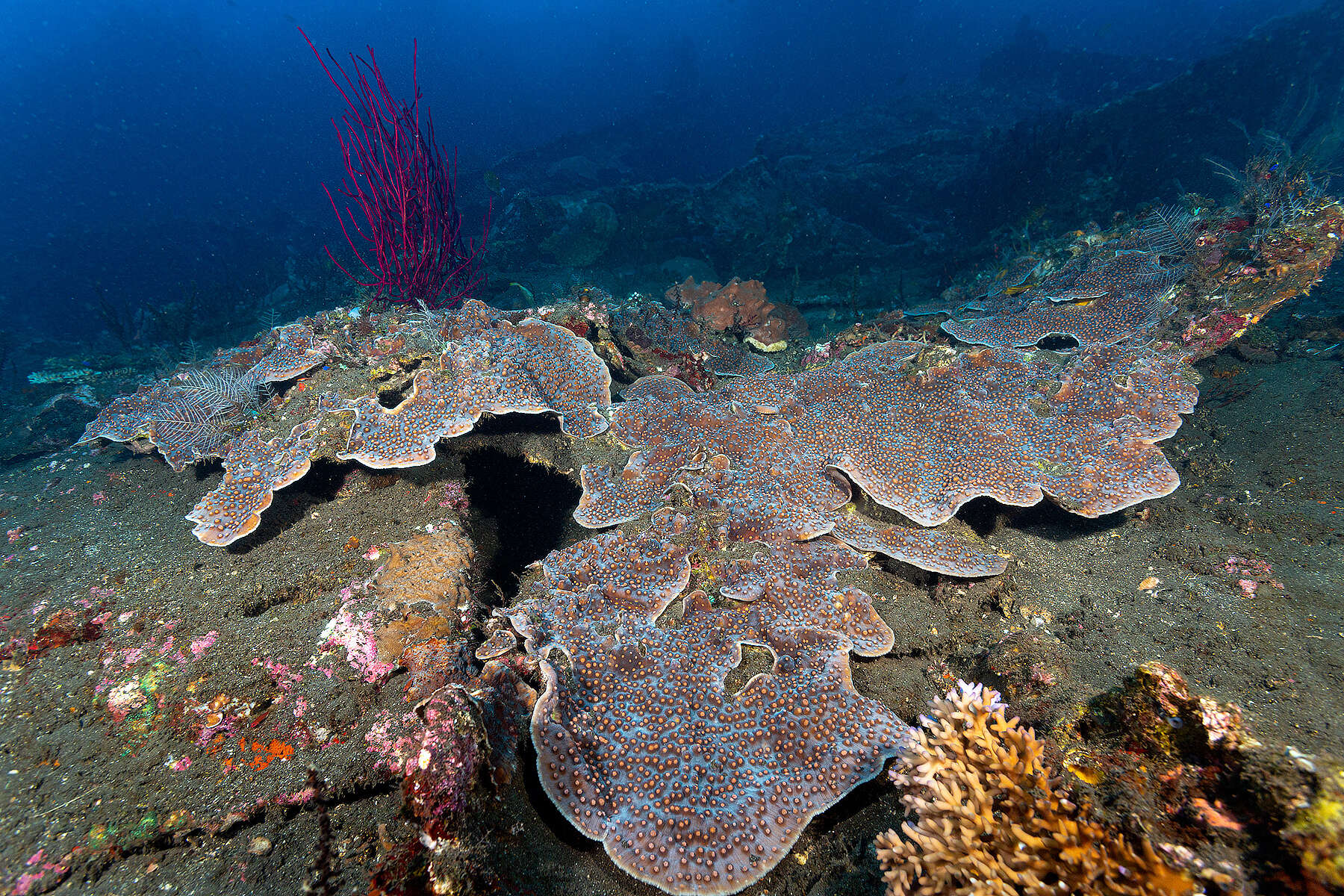 Image of Chinese lettuce coral