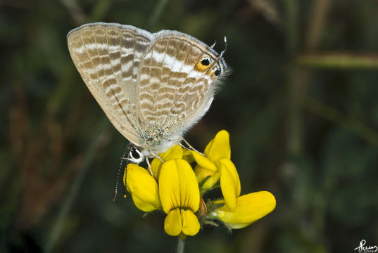 Image of Long-tailed Blue
