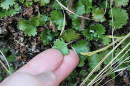 صورة Gunnera monoica Raoul