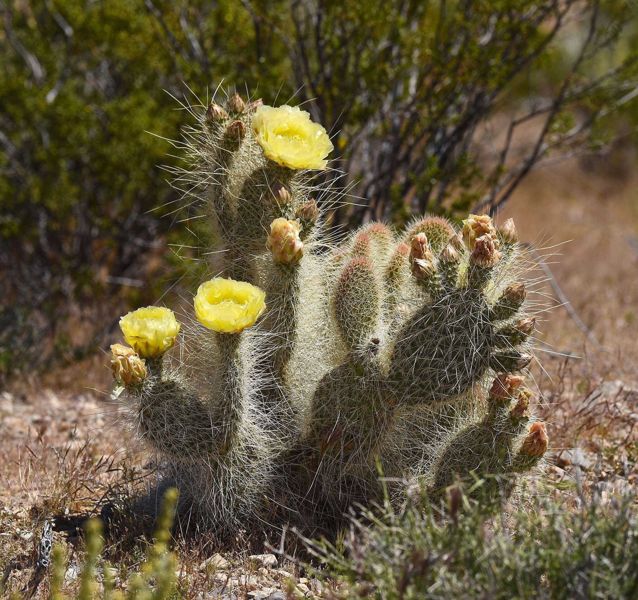 Opuntia polyacantha var. erinacea (Engelm. & J. M. Bigelow) B. D. Parfitt resmi