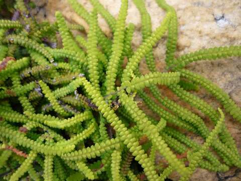 Image of Gleichenia polypodioides (L.) Sm.