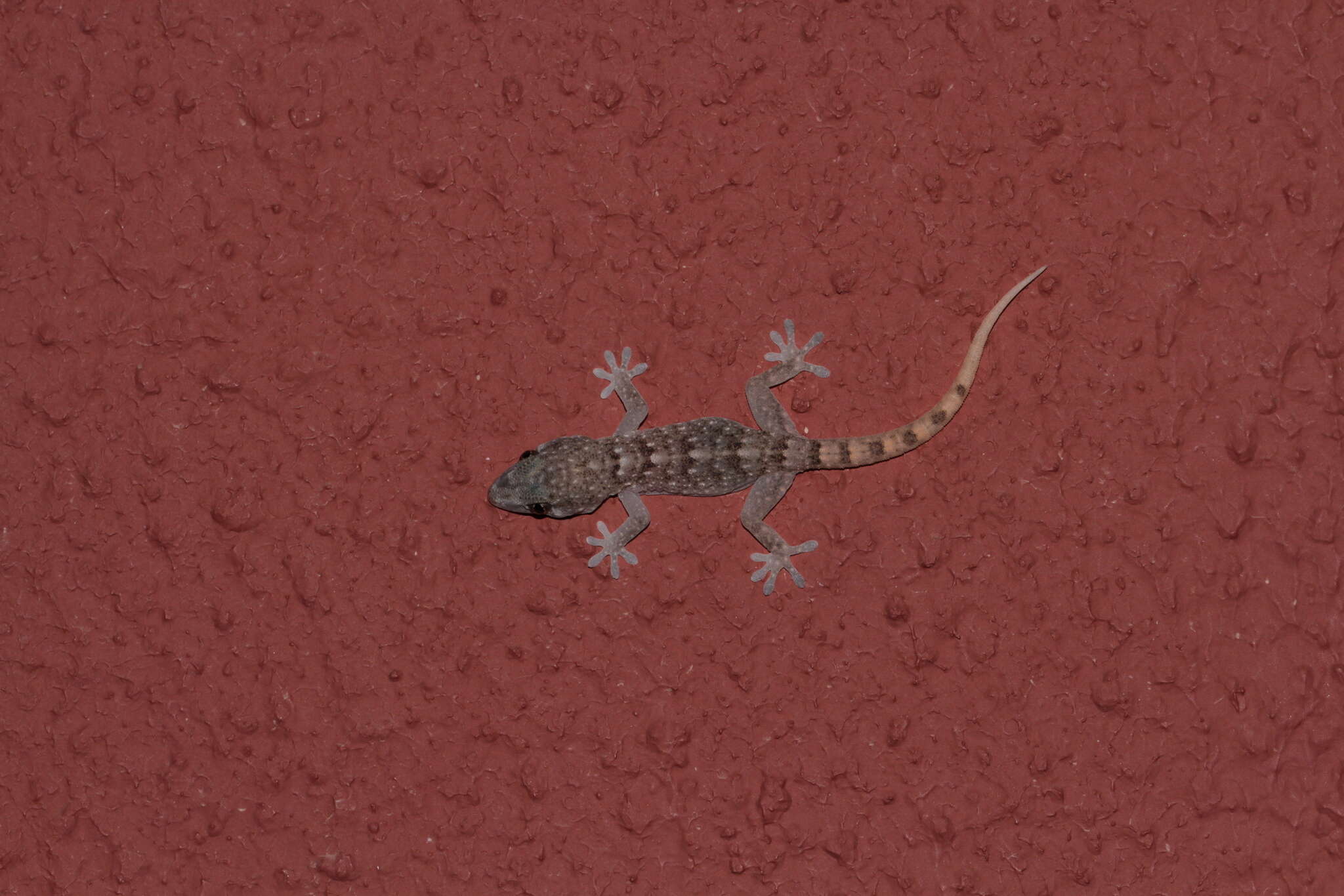 Image of Boettger's Wall Gecko