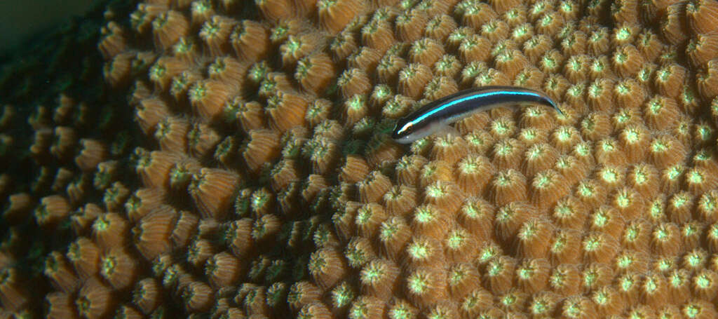 Image of Caribbean neon goby