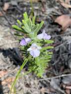 Image of Chloanthes