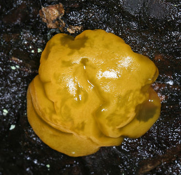 Image of <i>Dacrymyces palmatus</i>