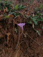 Image de Ipomoea leucantha Jacq.