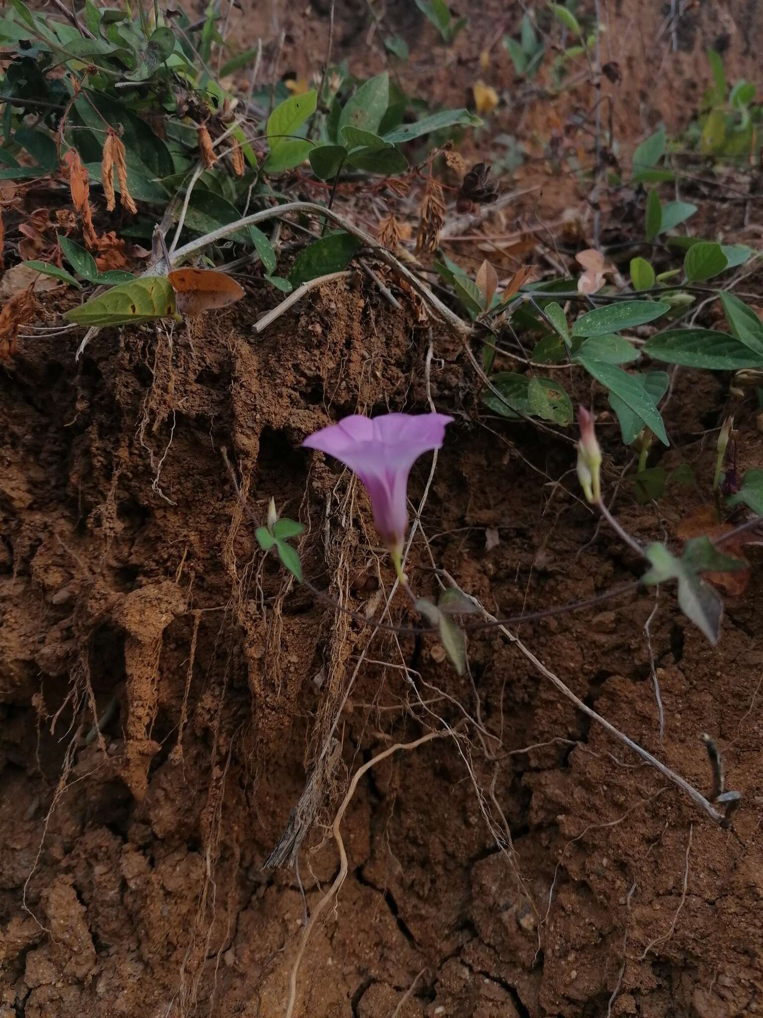 Image de Ipomoea leucantha Jacq.