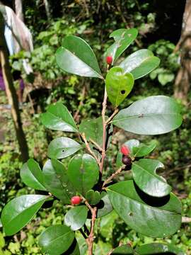 Erythroxylum coffeifolium Baill.的圖片