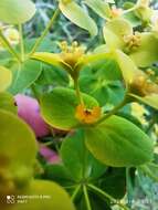 Image of Euphorbia paniculata Desf.