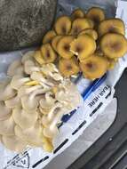 Pleurotus citrinopileatus Singer 1942 resmi