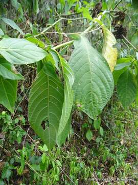 Image of Brazilian Firespike