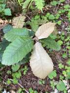 Image of Sudden oak death