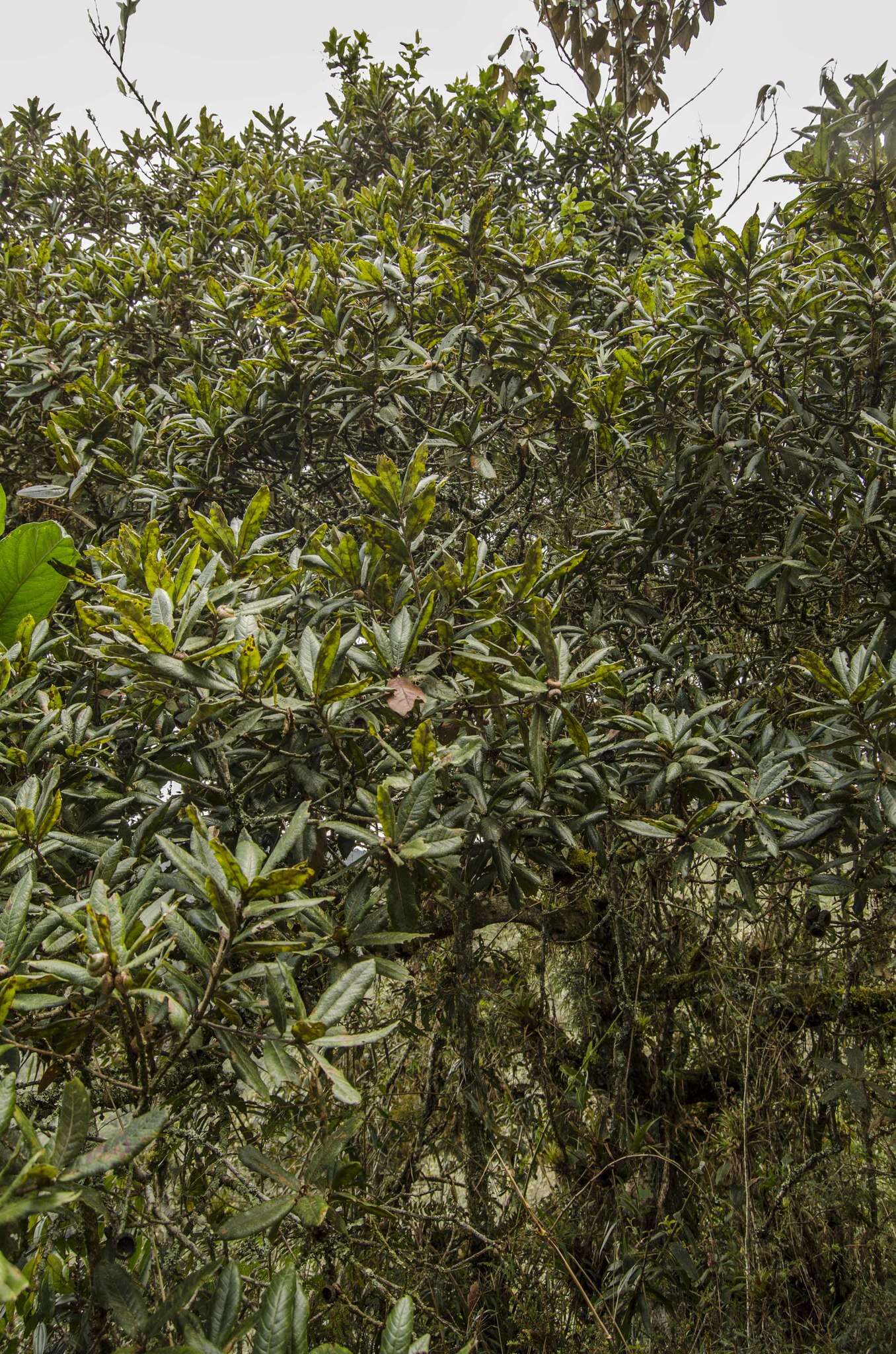 Image of Andean oak