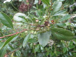 Image of Rhamnus crenulata Ait.