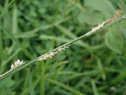 Image of Setaria flavida (Retz.) Veldkamp