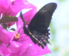 Image of Pink-spotted Swallowtail