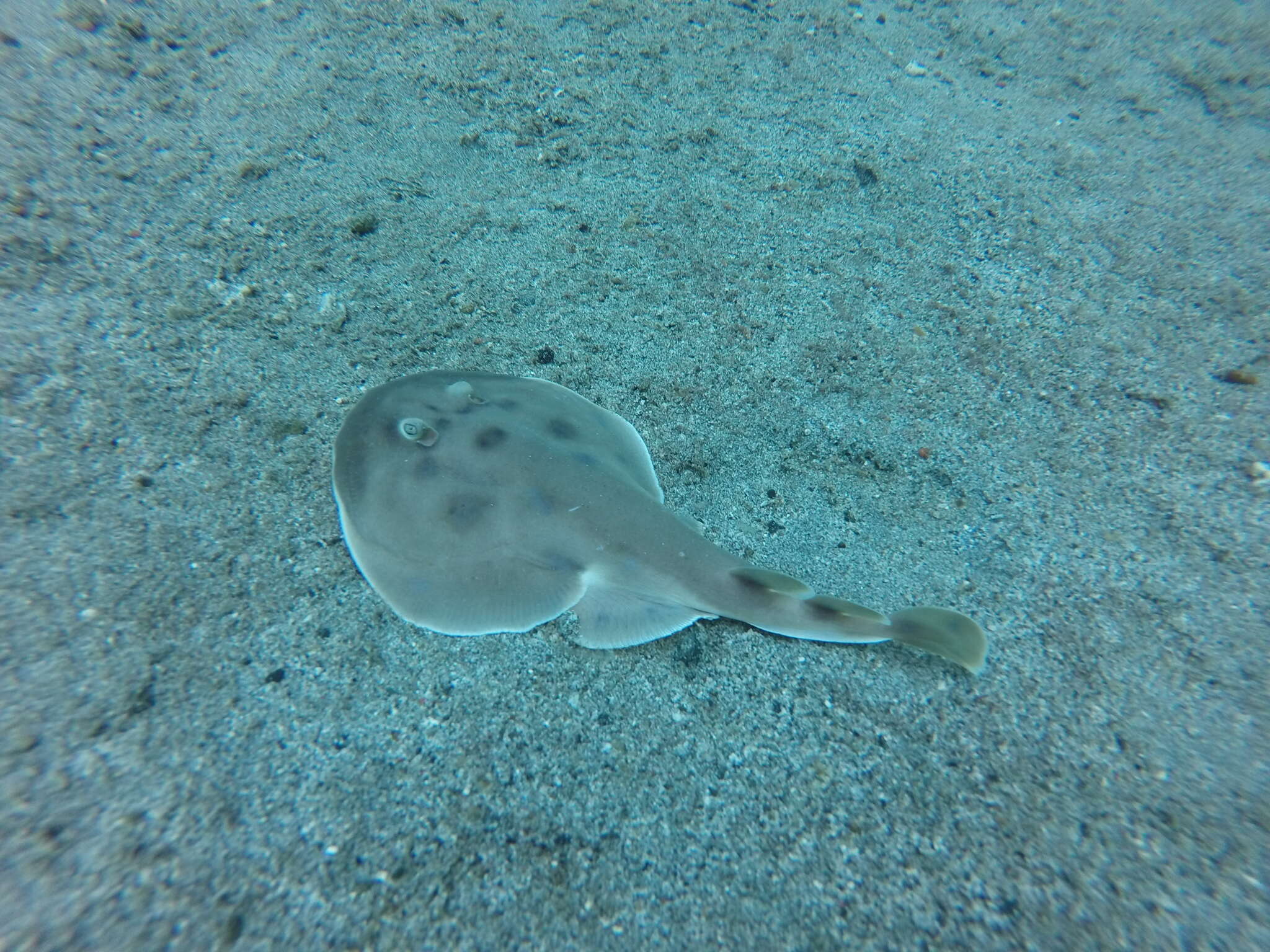 Image of Cortez Electric Ray