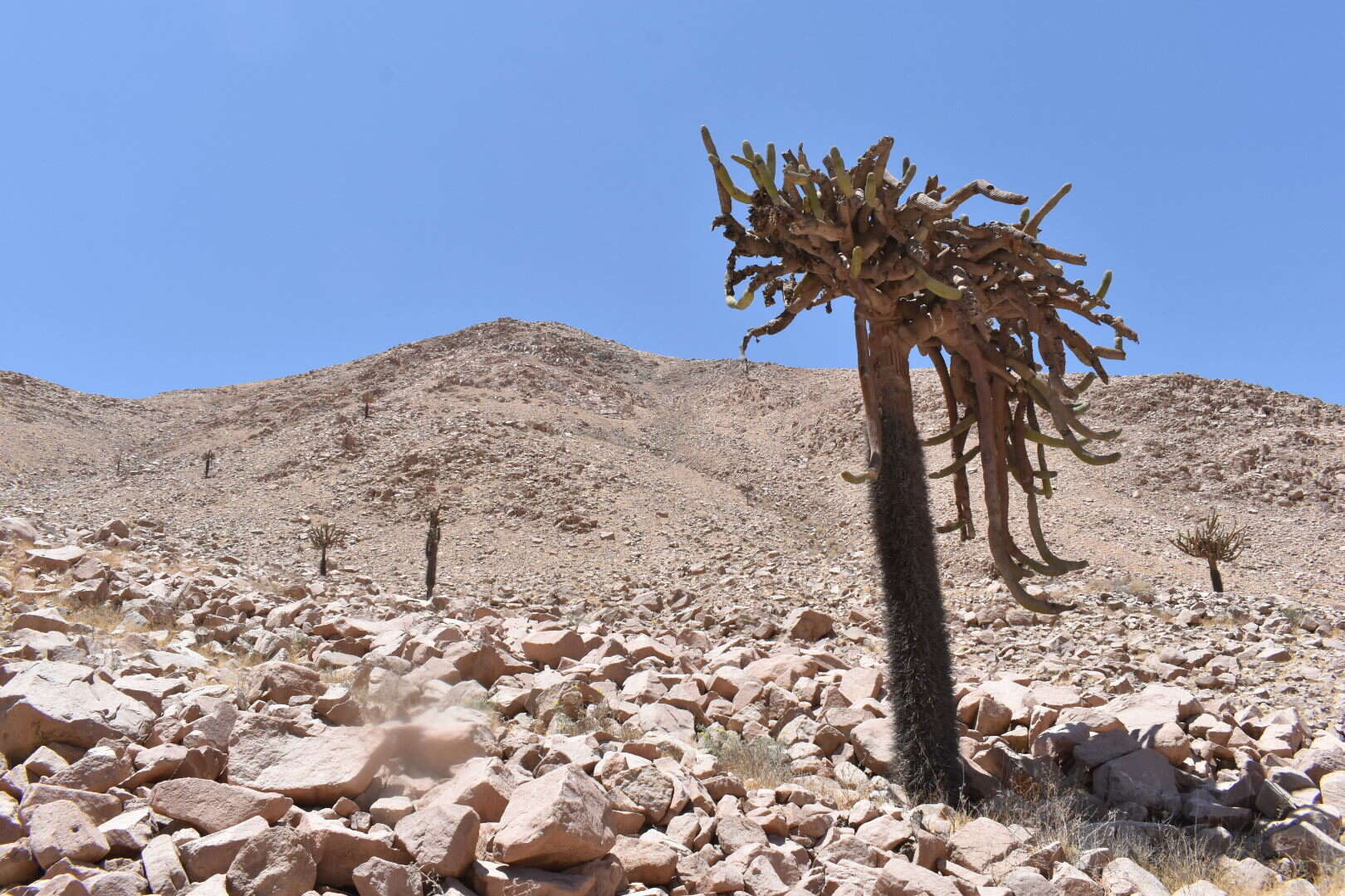 Image of Browningia candelaris (Meyen) Britton & Rose