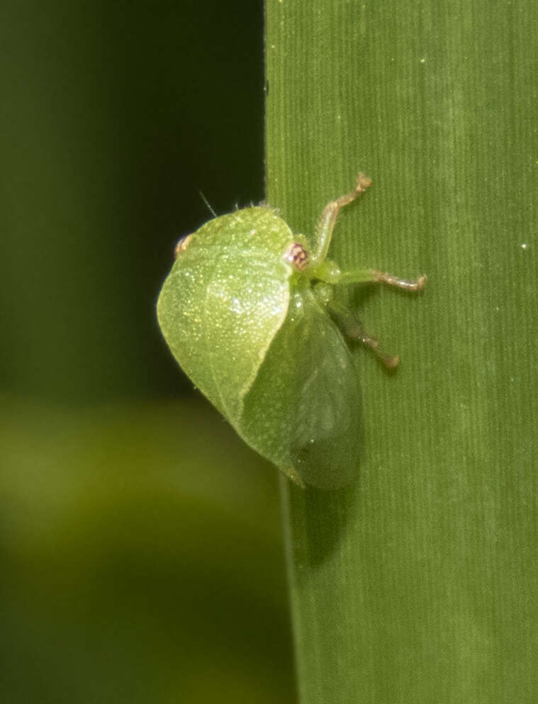 Image of Spissistilus festina Say