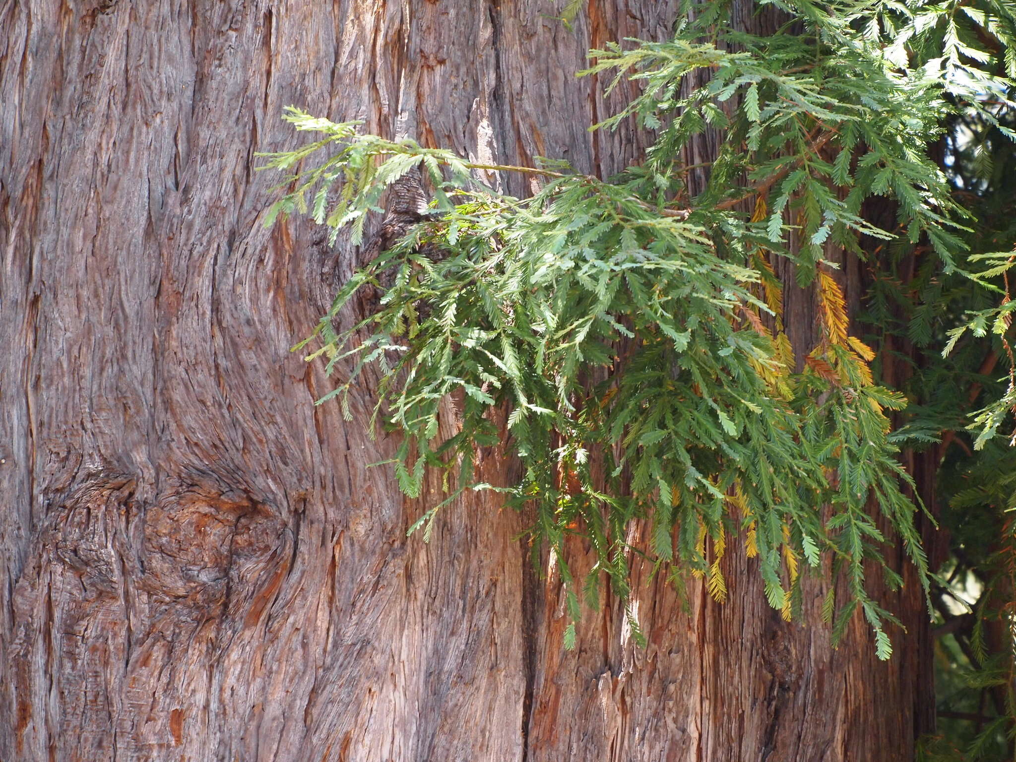 Image of redwood