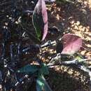 Image of Pelargonium violiflorum (Sweet) DC.