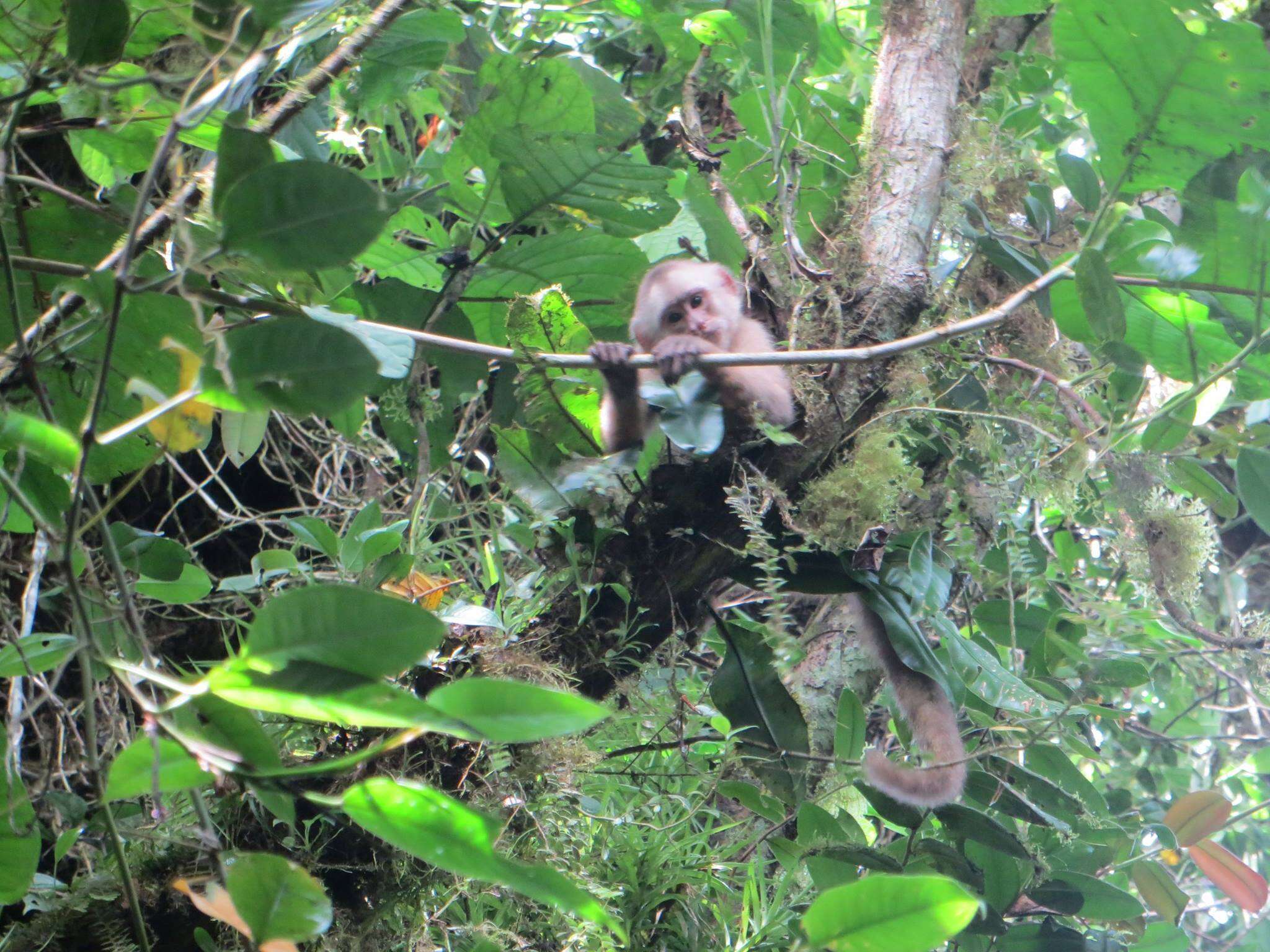 Image of Ecuadorian capuchin