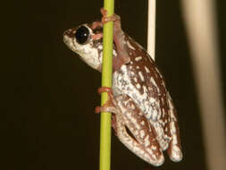 Image of Angolan Reed Frog