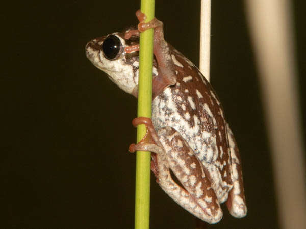 Image of Angolan Reed Frog