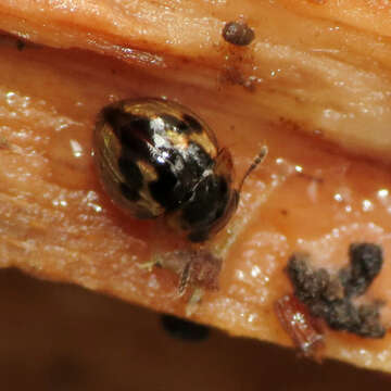 Image of Agathidium (Pulchrum) maculosum Brown & W. J. 1928