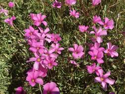 Image of Oxalis hispidula Zucc.