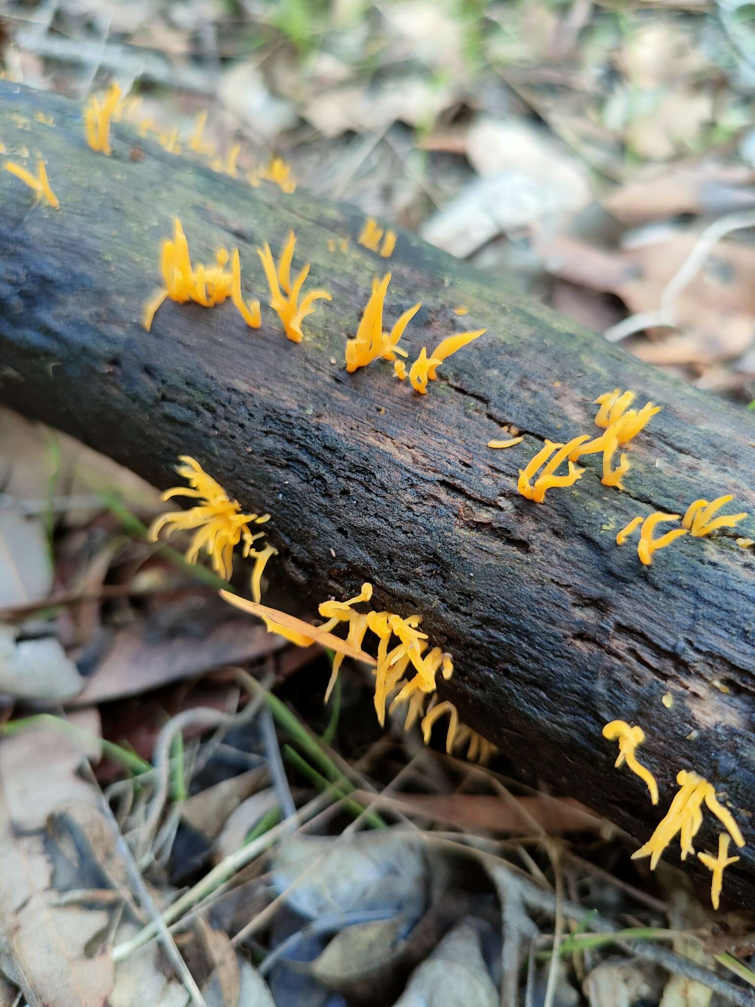 Image de Calocera guepinioides Berk. 1845