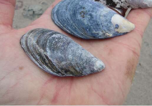 Image of Blue mussel