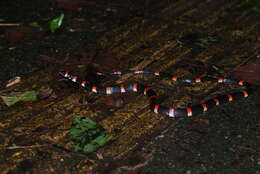 Image of Black Halloween Snake