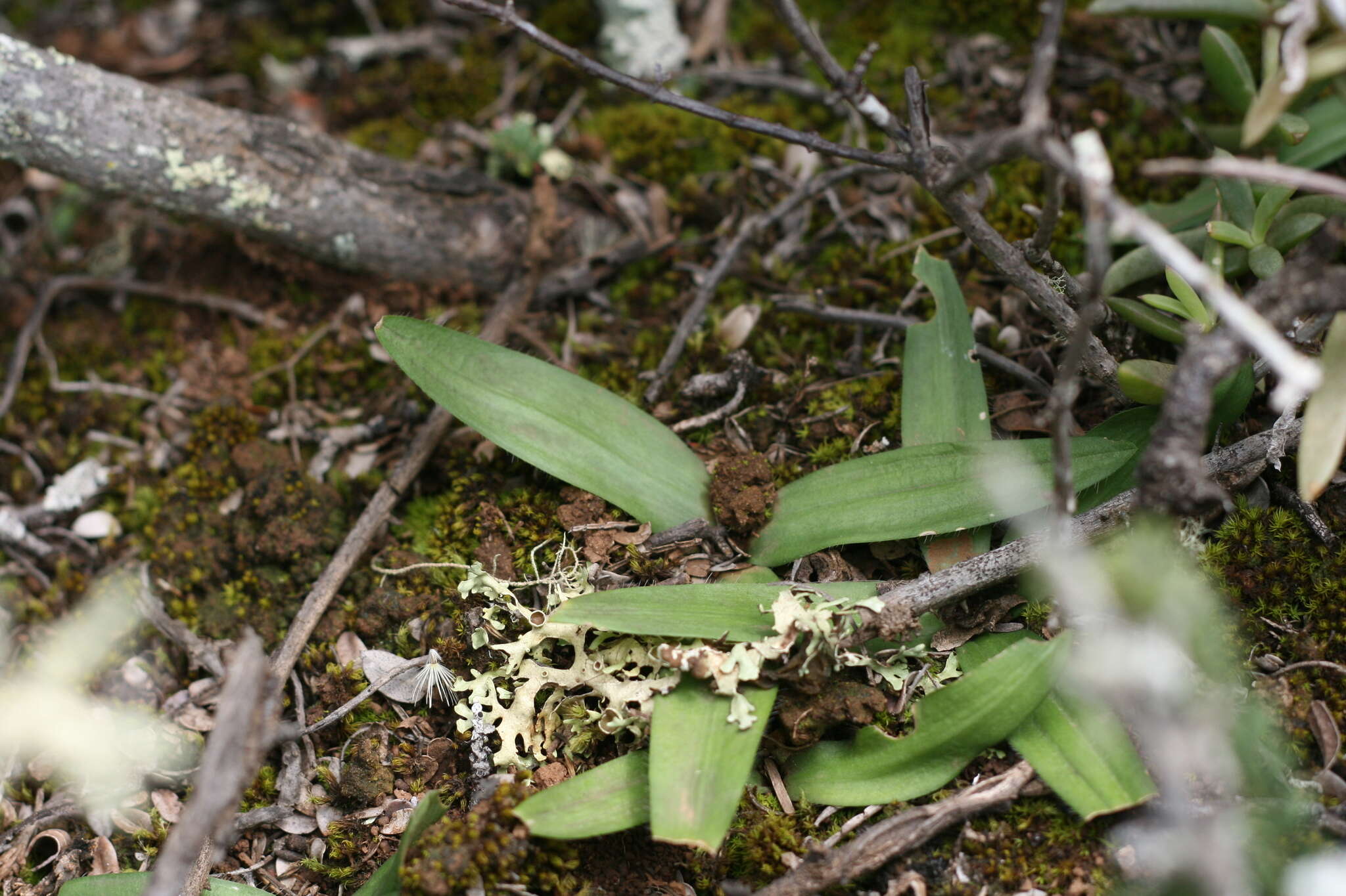 Image of Drimia haworthioides Baker