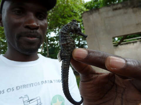 Image of West African Seahorse