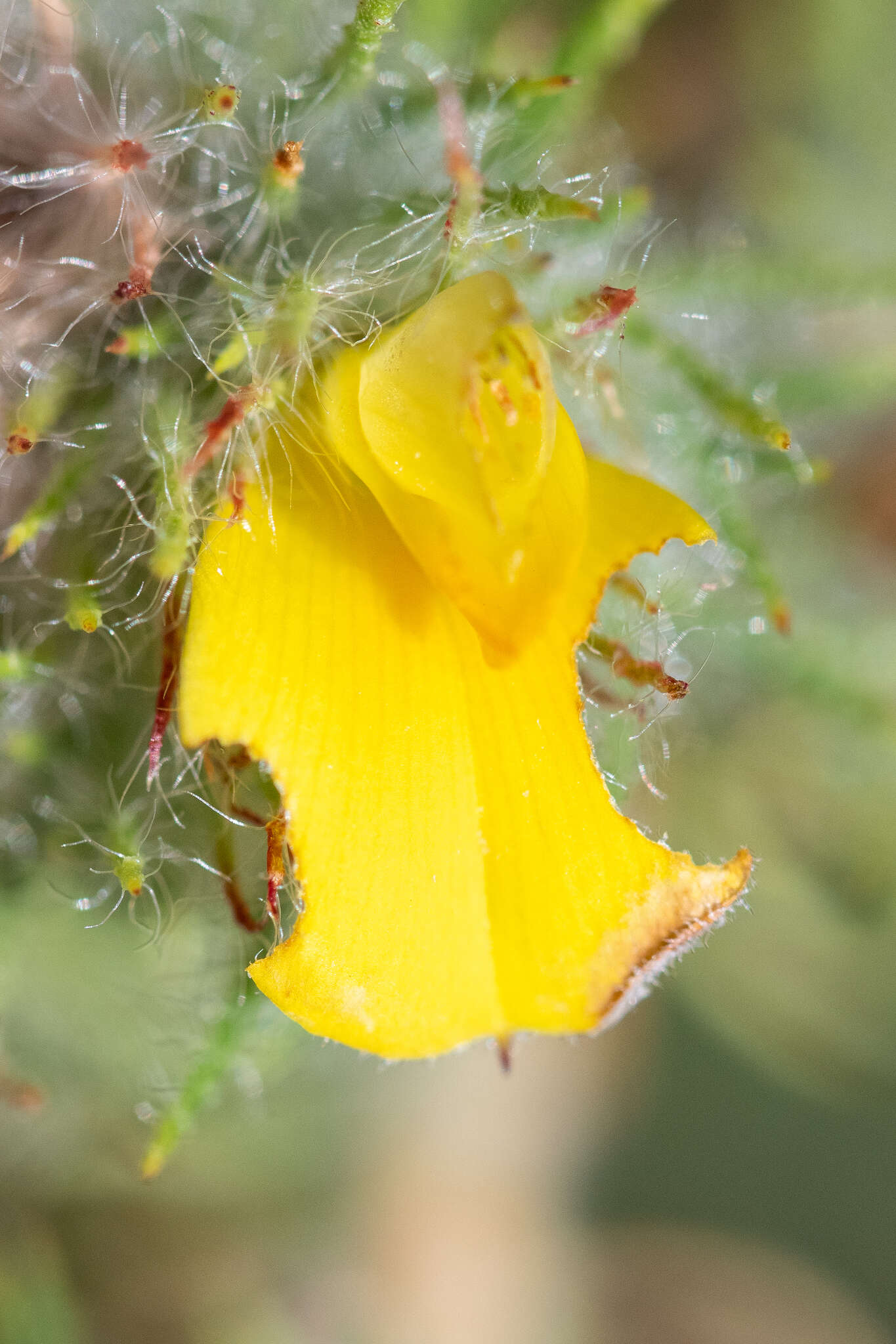 Image of Aspalathus araneosa L.