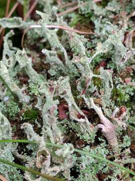 Image of cup lichen