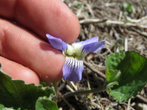 Image of common blue violet