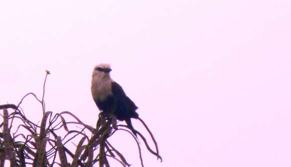 Image of Blue-bellied Roller