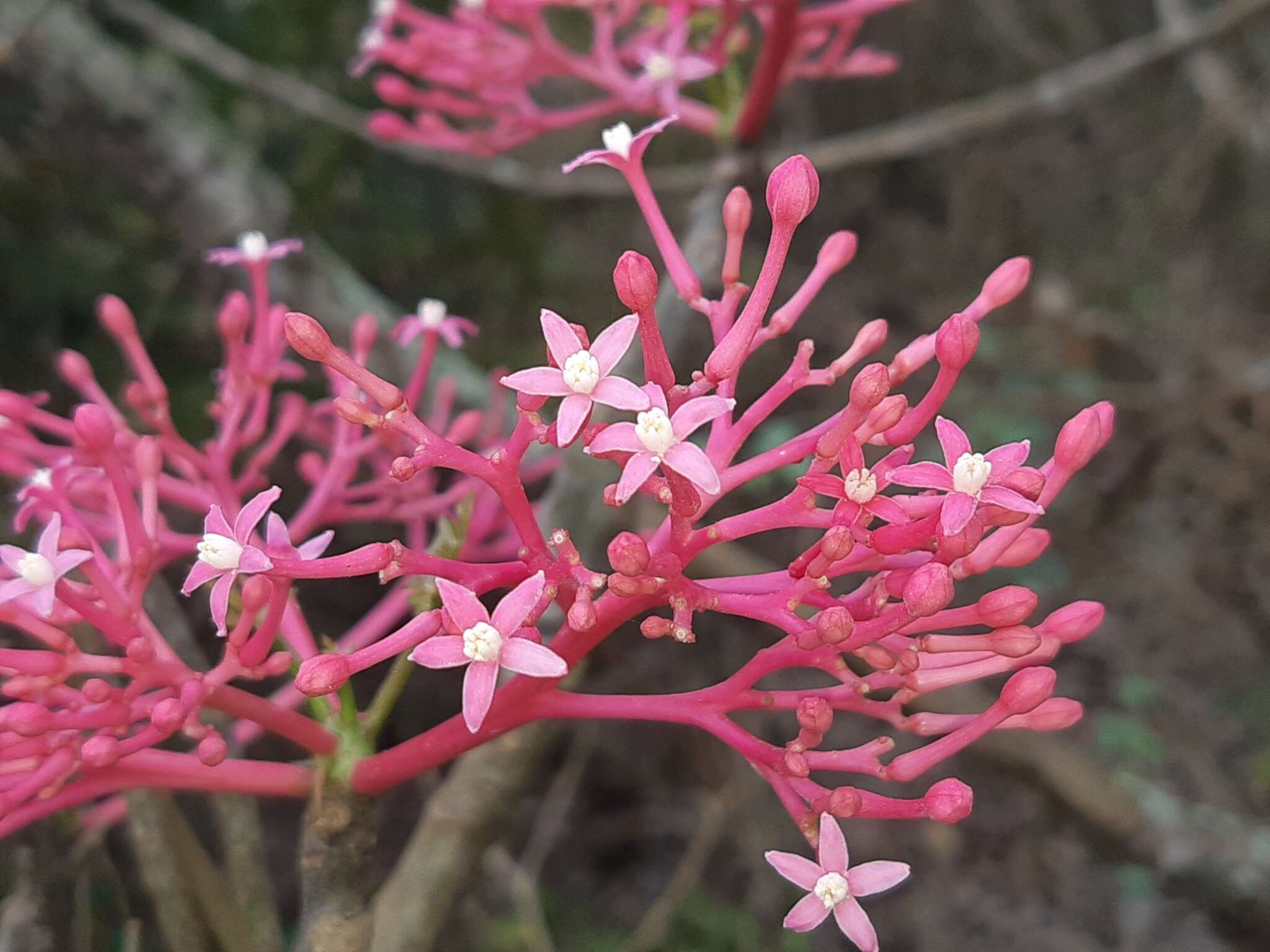 Image of Vasconcellea parviflora A. DC.