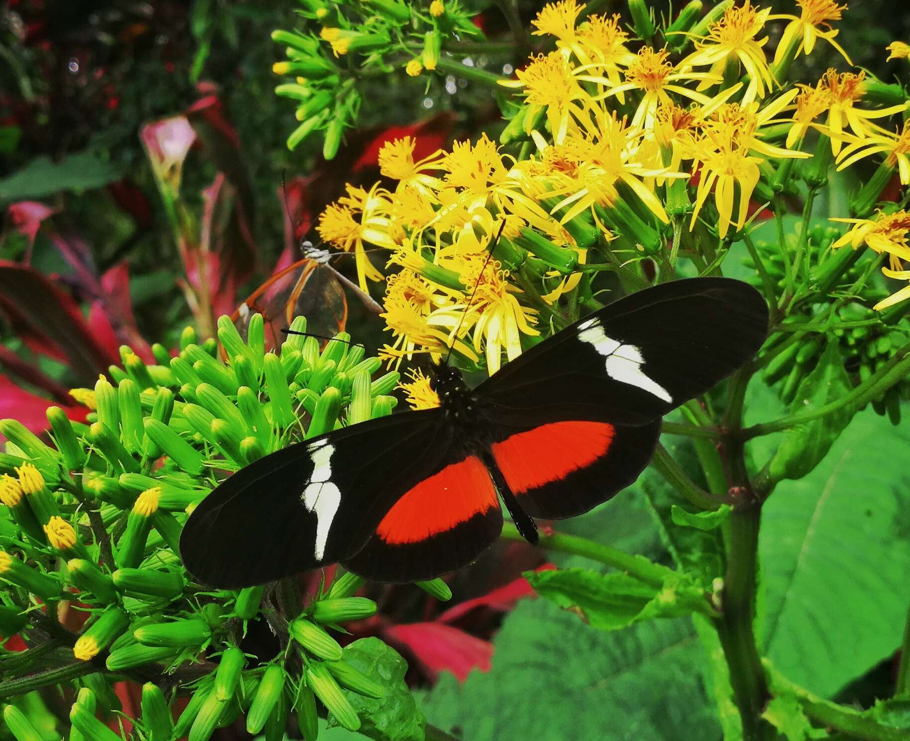 Image of Heliconius clysonymus montanus Salvin 1871