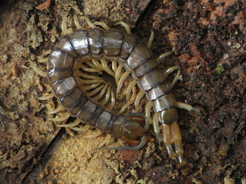 Image of <i>Hemiscolopendra marginata</i> Say (1821)