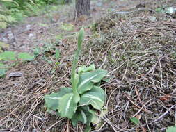 Image of Giant Rattlesnake-plantain